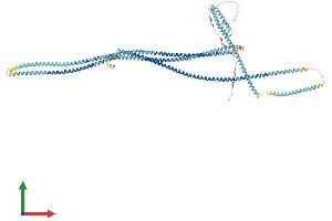 AlphaFold protein structure predicition of Mouse Recombinant Ccdc39 Protein, UniprotID Q9D5Y1 (CCDC39 Protein (AA 1-937) (His tag))