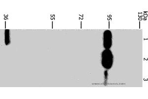 Western blot analysis of Mouse stomach tissue, 293T and Jurkat cell, using PLA2G4B Polyclonal Antibody at dilution of 1:1400