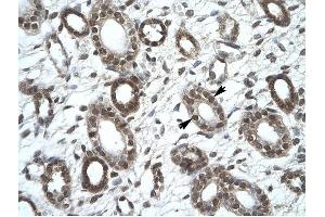 KIF25 antibody was used for immunohistochemistry at a concentration of 4-8 ug/ml to stain Epithelial cells of collecting tubule (lndicated with Arrows) in Human Kidney. (KIF25 antibody  (C-Term))