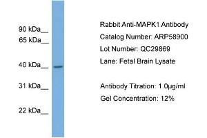 WB Suggested Anti-MAPK1  Antibody Titration: 0. (ERK2 antibody  (Middle Region))