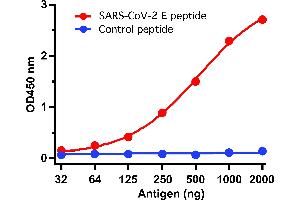 ELISA Test Antibodies: SARS-CoV-2 (COVID-19, 2019-nCoV) Envelope Antibody, ABIN1031551 (1 μg/mL). (SARS-CoV-2 Envelope antibody  (N-Term))