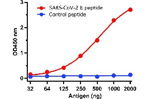 ELISA Test Antibodies: SARS-CoV-2 (COVID-19, 2019-nCoV) Envelope Antibody, ABIN1031551 (1 μg/mL). (SARS-CoV-2 Envelope antibody  (N-Term))