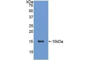 Detection of Recombinant SFRP5, Rat using Polyclonal Antibody to Secreted Frizzled Related Protein 5 (SFRP5) (SFRP5 antibody  (AA 45-162))