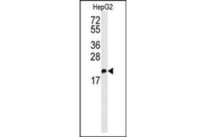 Western blot analysis in HepG2 cell line lysates (35 ug/lane) using S100Z Antibody (Center) Cat.