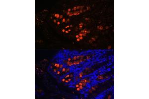 Immunofluorescence analysis of mouse colon using ITLN1 Rabbit pAb (ABIN6132446, ABIN6142601, ABIN6142602 and ABIN6223070) at dilution of 1:100 (40x lens). (ITLN1/Omentin antibody  (AA 19-313))