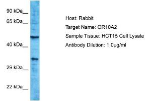Host: Rabbit Target Name: OR10A2 Sample Type: HCT15 Whole Cell lysates Antibody Dilution: 1. (Olfactory Receptor, Family 10, Subfamily A, Member 2 (OR10A2) (C-Term) antibody)