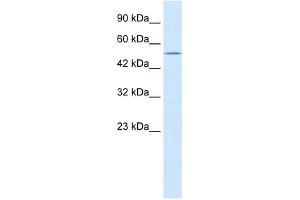 NMUR2 antibody used at 0. (NMUR2 antibody  (N-Term))
