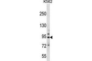 Western blot analysis in K562 cell line lysates (35ug/lane) using PCDHB14  Antibody (N-term).