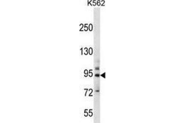 PCDHB14 Antikörper  (N-Term)
