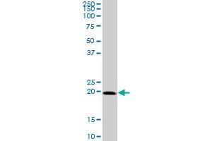 SELS MaxPab polyclonal antibody. (Selenoprotein S antibody  (AA 1-187))