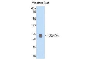Western Blotting (WB) image for anti-Membrane Metallo-Endopeptidase (MME) (AA 565-750) antibody (ABIN1859980) (MME antibody  (AA 565-750))