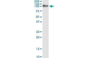 Immunoprecipitation (IP) image for anti-Platelet/endothelial Cell Adhesion Molecule (PECAM1) (AA 29-738) antibody (ABIN562171)
