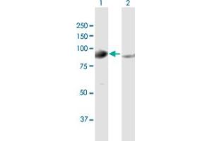 Western Blot analysis of GPHN expression in transfected 293T cell line by GPHN MaxPab polyclonal antibody. (Gephyrin antibody  (AA 1-769))