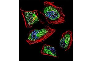 Fluorescent confocal image of Hela cell stained with CNOT8 Antibody (C-term) (ABIN390421 and ABIN2840809). (CNOT8 antibody  (C-Term))