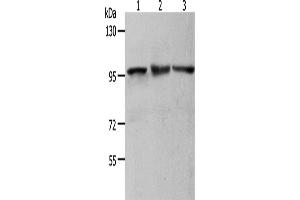 Western Blotting (WB) image for anti-Minichromosome Maintenance Deficient 4 (MCM4) antibody (ABIN2431647)