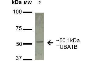 Western blot analysis of Human A549 cell lysates showing detection of 50. (alpha Tubulin antibody  (Biotin))