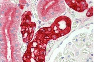 ABIN5539806 (5µg/ml) staining of paraffin embedded Human Kidney. (CALB1 antibody  (Internal Region))
