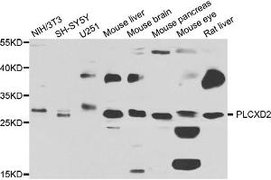 Western blot analysis of extracts of various cell lines, using PLCXD2 antibody. (PLCXD2 antibody)