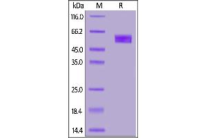 Biotinylated Human CD3E&CD3D Heterodimer Protein, Fc,His,Avitag&Fc,Flag,Avitag on  under reducing (R) condition. (CD3D & CD3E (AA 23-126) (Active) protein (Fc Tag,His tag,DYKDDDDK Tag,AVI tag,Biotin))