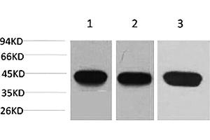 Western blot analysis of 1) Hela, 2) 3T3, 3) rat brain using α-SMA Monoclonal Antibody. (alpha-SMA antibody)