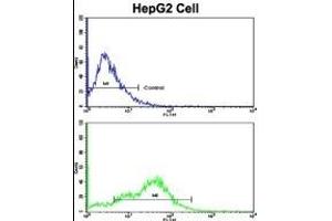 Flow cytometric analysis of HepG2 cells using CD38 Antibody (C-term)(bottom histogram) compared to a negative control cell (top histogram). (CD38 antibody  (C-Term))