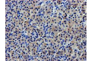 Immunohistochemical staining of paraffin-embedded Human pancreas tissue using anti-LPL mouse monoclonal antibody.
