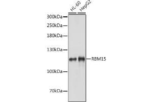 Western blot analysis of extracts of various cell lines, using RBM15 antibody (ABIN1682491, ABIN3019286, ABIN3019287, ABIN5664924 and ABIN6220805) at 1:1000 dilution. (RBM15 antibody  (AA 530-780))