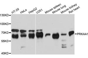 Western blot analysis of extracts of various cell lines, using PRKAA1 antibody (ABIN5970571) at 1/1000 dilution. (PRKAA1 antibody)