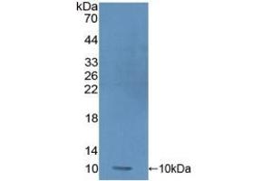 PRM1 Antikörper  (AA 2-51)
