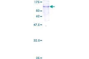 COPG2 Protein (AA 1-799) (GST tag)