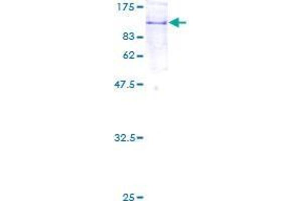 COPG2 Protein (AA 1-799) (GST tag)