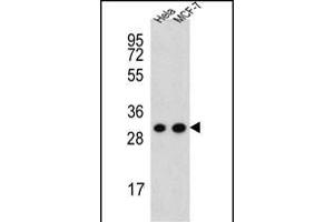 CYC1 Antibody (C-term) (ABIN651531 and ABIN2840281) western blot analysis in Hela,MCF-7 cell line lysates (35 μg/lane). (Cytochrome C1 antibody  (C-Term))