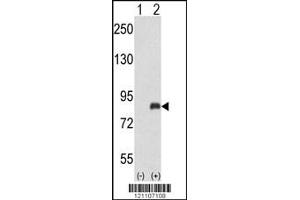 Western blot analysis of ADRBK2 using rabbit polyclonal ADRBK2 Antibody using 293 cell lysates (2 ug/lane) either nontransfected (Lane 1) or transiently transfected with the ADRBK2 gene (Lane 2). (ADRBK2 antibody  (N-Term))