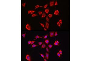 Immunofluorescence analysis of NIH/3T3 cells using P4HB Rabbit pAb (ABIN6134876 and ABIN6145140) at dilution of 1:150 (40x lens). (P4HB antibody)