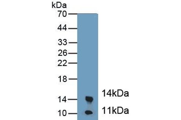 Calprotectin antibody  (AA 1-113)