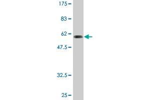 Western Blot detection against Immunogen (55. (SNX11 antibody  (AA 1-270))