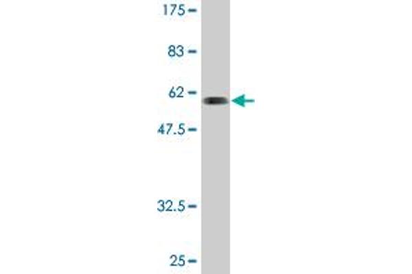 SNX11 antibody  (AA 1-270)