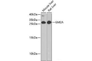 Western blot analysis of extracts of various cell lines using GM2A Polyclonal Antibody at dilution of 1:1000. (GM2A antibody)