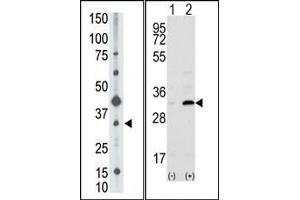 Image no. 1 for anti-CD82 (CD82) (C-Term) antibody (ABIN358740) (CD82 antibody  (C-Term))