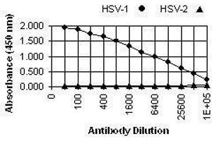 ELISA image for anti-Herpes Simplex Virus Type 1, Glycoprotein E (HSV1 gE) antibody (ABIN265562) (HSV1 gE antibody)
