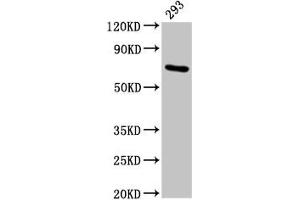 Western Blot Positive WB detected in: 293 whole cell lysate All lanes: HSPA1A antibody at 4. (HSP70 1A antibody  (AA 418-512))