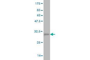 Western Blot detection against Immunogen (37. (CD42b antibody  (AA 19-128))