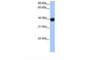 SSBP4 antibody  (N-Term)