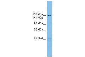 UBE2O antibody used at 1 ug/ml to detect target protein. (UBE2O antibody  (Middle Region))