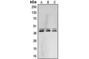 Western blot analysis of ERK1/2 expression in A431 (A), NIH3T3 (B), PC12 (C) whole cell lysates. (ERK1/2 antibody  (Center))
