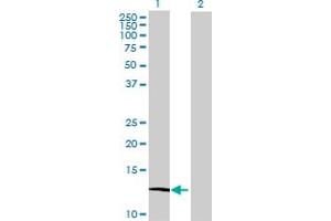 Western Blot analysis of ATP6V1G3 expression in transfected 293T cell line by ATP6V1G3 MaxPab polyclonal antibody. (ATP6V1G3i antibody  (AA 1-118))