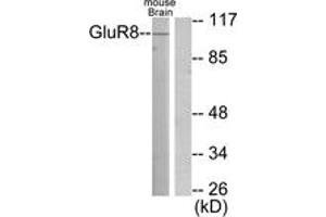 Western blot analysis of extracts from mouse brain cells, using mGluR8 Antibody. (GRM8 antibody  (AA 841-890))
