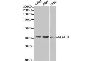 Western blot analysis of extracts of various cell lines, using NFATC1 antibody. (NFATC1 antibody  (AA 20-300))