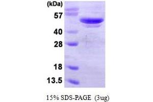 SDS-PAGE (SDS) image for Autophagy related 4B Cysteine Peptidase (ATG4B) (AA 1-393) protein (His tag) (ABIN668029) (ATG4B Protein (AA 1-393) (His tag))