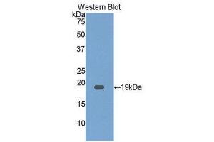 Western Blotting (WB) image for anti-Gastrokine 3 (GKN3) (AA 13-166) antibody (ABIN1859013)